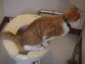 Toilet Trained Neat Cat (=^..^=)