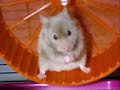 mon hamster qui fait de la roue a toute alure ptdr