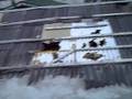 videos de chaiten herido 0001