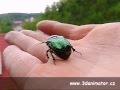 Casio High Speed Fly off