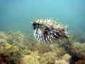 Puffer Fish Puffer Fish