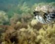 Puffer Fish