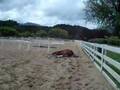 silly horse