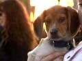 Beagle video