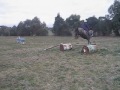 Kynance Learning To Jump