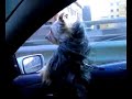 cane divo
