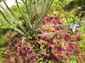 Thread-leaved sundew with collection of prey...
