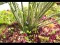 Thread-leaved sundew with collection of prey...