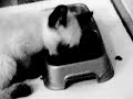 kittens. kittens. kittycats. kittart.