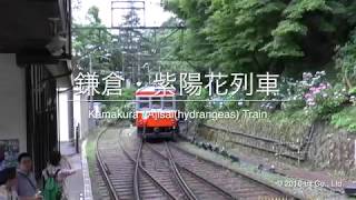 鎌倉・紫陽花列車