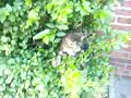 Ninja in Hecke