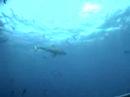 Great White Shark Expedition Great White Shark Expedition