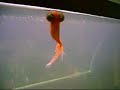Scarey fish! You\ Scarey fish! You\