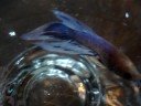 Twinky the Betta Fish