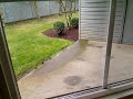 Looking out the back window, we see parts of Jasper's head, squirrels gathering peanuts, sunshine, and Fluffy on the prowl.