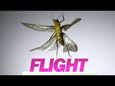 Astounding slo-mo videos of insects in flight thumbnail