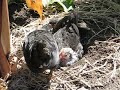 Japanese Bantam chicks in the garden