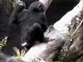 monito al suelo