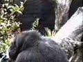 monito al suelo