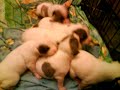 Irish Staffordshire bull terriers and puppies