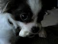 Chihuahua with a Dingo bone!