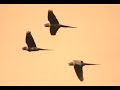 Capturas de loros