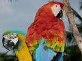 Capturas de loros