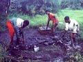 Capturas de loros
