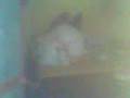 Xombensong.3gp