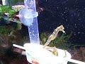 Seahorses eating mysis shrimp