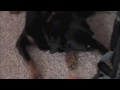 Da Mammals