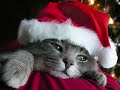 Funny Christmas video Funny Christmas video