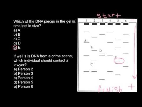 how to read gel electrophoresis