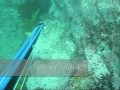 Spearfishing - Northern Beaches / Long Reef