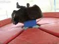 Ride the bull