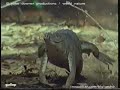 Big Gecko - Freshwater crocodile movement
