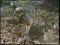 Big Gecko - Freshwater crocodile movement