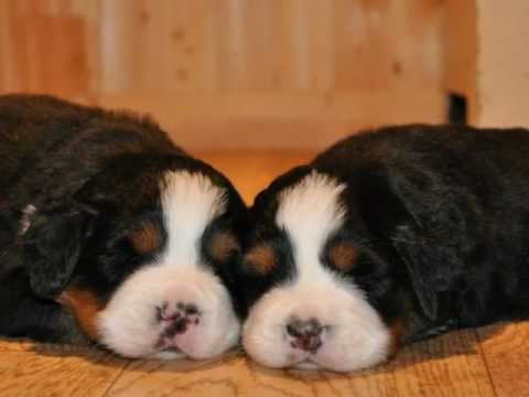Chiot a donner kijiji – Voitures disponibles Chiot a donner kijiji – Voitures disponibles