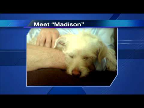 Tom Skilling shows off pics of his new dog Madison on WGN-TV Video