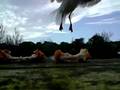 feeding guts Seagulls