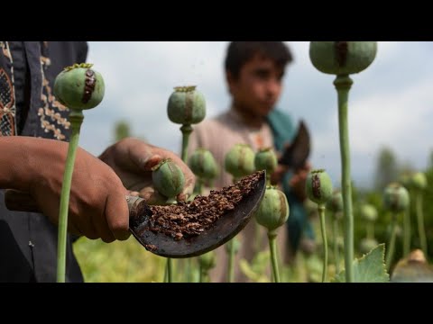 Afghanistan: Bauern halten weiter an Opiumanbau fes ...