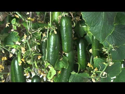 how to grow zucchini hydroponically