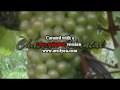 Chateau Chantal Harvest Day 2009.m4v