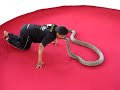 King Cobra ( Ao Nang, Thailand 2007 )