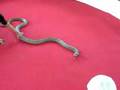 King-Cobra-Ao-Nang-T