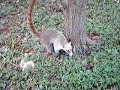 Chito, el coati