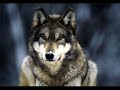 Wolf - Joe Walsh Wolf - Joe Walsh