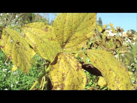 how to apply heritage g fungicide