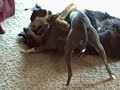 Nov 28 Portia and Arden.wmv Nov 28 Portia and Arden.wmv