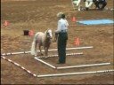 AMHR Nationals - Halter Obstacle